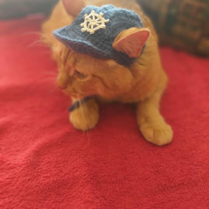 Шляпка для фотосессии кота