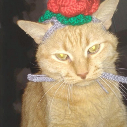 Вязанная шляпка для кота "Мак"